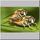 Helophilus pendulus - Gemeine Sumpfschwebfliege 00c.jpg